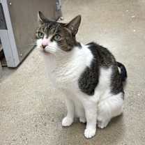 Thumbnail photo of Gizmo #3