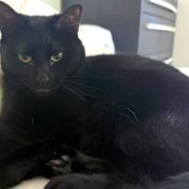 Thumbnail photo of ROSE #2