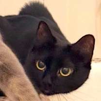 Thumbnail photo of ROSE #3