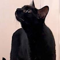 Thumbnail photo of ROSE #4