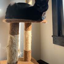 Thumbnail photo of Henry #2