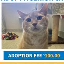 Thumbnail photo of Mouse #1