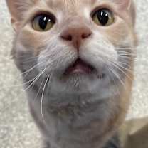 Thumbnail photo of Mouse #2