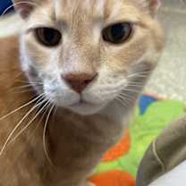 Thumbnail photo of Mouse #3