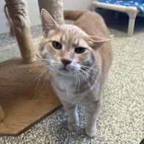 Thumbnail photo of Mouse #4