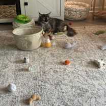 Thumbnail photo of OH - Maizie Daisy (Mae Mae) (MCR) #2