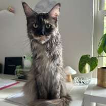 Thumbnail photo of OH - Maizie Daisy (Mae Mae) (MCR) #3