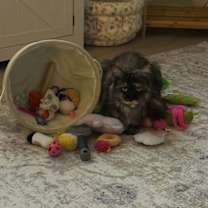 Thumbnail photo of OH - Maizie Daisy (Mae Mae) (MCR) #4