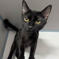 Thumbnail photo of Nix #2