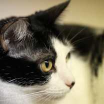 Thumbnail photo of Pixel RM #4