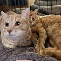 Thumbnail photo of Juice #4