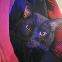 Thumbnail photo of Onceler #1