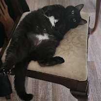 Thumbnail photo of Onceler #2