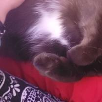 Thumbnail photo of Onceler #3