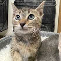 Thumbnail photo of Rex #1