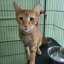 Thumbnail photo of Wild Thing #3