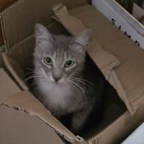 Thumbnail photo of Merry #1