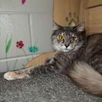 Thumbnail photo of Flutter #3