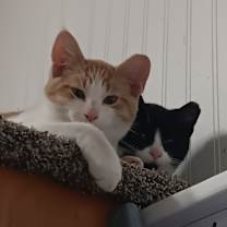 Thumbnail photo of Taffy #2