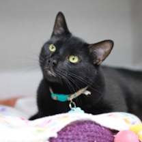 Thumbnail photo of Binx #3