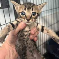 Thumbnail photo of Rex #3