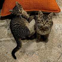 Thumbnail photo of Lisa #1