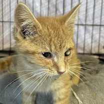 Thumbnail photo of Einstein #2