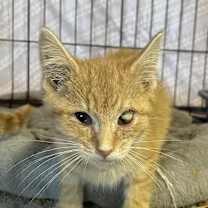 Thumbnail photo of Einstein #3