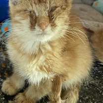 Thumbnail photo of Einstein #4