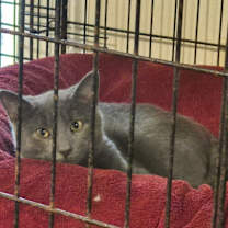 Thumbnail photo of Greyson 2 (FIV+) #1