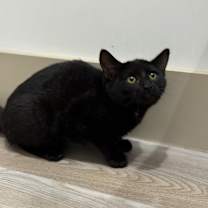 Thumbnail photo of Presley (C000-686) - City of Industry Location #2