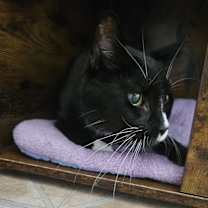 Thumbnail photo of Shadow #2