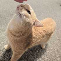 Thumbnail photo of Mandarin #3