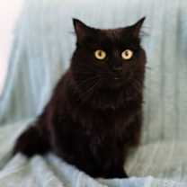 Thumbnail photo of Indigo #2