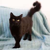 Thumbnail photo of Indigo #3