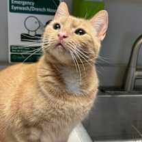 Thumbnail photo of Kizzy #4