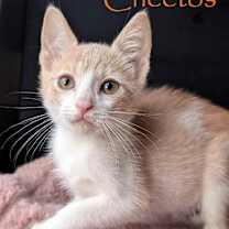 Thumbnail photo of Cheetos #1