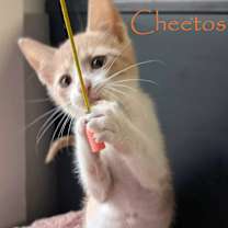 Thumbnail photo of Cheetos #4