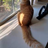 Thumbnail photo of Ginger #1