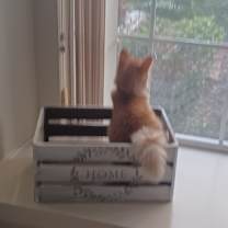 Thumbnail photo of Ginger #4