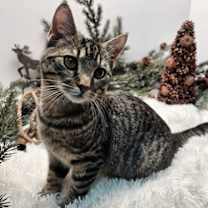 Thumbnail photo of KITTEN PHIL #1