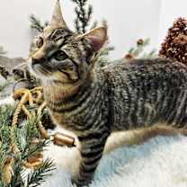 Thumbnail photo of KITTEN PHIL #3