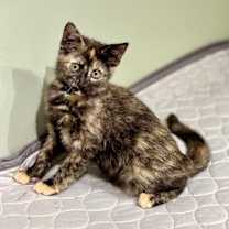 Thumbnail photo of Alma #1