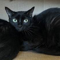 Thumbnail photo of Baby (Bonded with Missy) #1