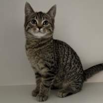 Thumbnail photo of Azkaban #1