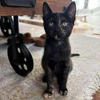 Thumbnail photo of Nori #1