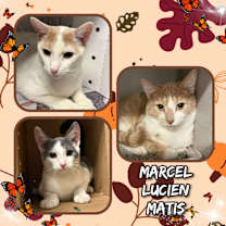 Thumbnail photo of Lucien #3