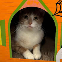 Thumbnail photo of Lucien #4