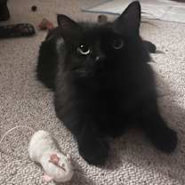 Thumbnail photo of Maxwell #1