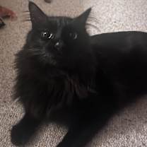 Thumbnail photo of Maxwell #2